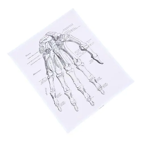 Produktbild: Gatuida Anatomie Und Studium 40 X 50 Cm Wandbild Mit Menschlichem Skelett Für Die Dekoration Im Medizinischen Klassenzimmer