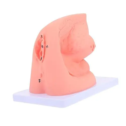 Produktbild: Gatuida 1stk Katheterisierungsmodell Lernformen Für Die Von Frauen Modell Der Körperkatheterisierung Für Frauen Einfaches Modell Der Menschlichen Plastik