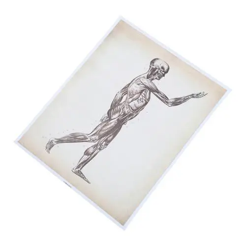 Produktbild: Gatuida Anatomie-poster Lerndiagramme Des Menschlichen Körpers Atmungsdiagramm Anatomische Poster Muskeldiagramm-poster Wissenschaft Sza-plakat Skelett Schmücken Aus Chemiefasern