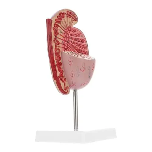 Produktbild: Gatuida Anatomie-organ-modell Medizinisches Studien- Und Lehrmodell Sanfte Und Sichere Materialien Zum Lernen
