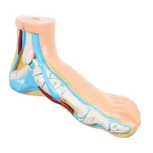 Produktbild: Gatuida Modell des Fußgelenks fußkur footcure Fußmodelle für Gesundheitsschulen Fußmodelle für medizinische Ausbildung Lehrmodell Fußanatomie footcare Fußgelenkmodell Fußpflege Bogen Vinyl