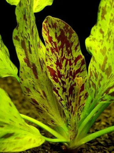 Produktbild: Gefleckte grüne Schwertpflanze/Echinodorus ozelot grün