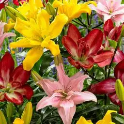Produktbild: Gefultes Asiatische Lilien Zwiebeln Kollektion, Packung mit 15 Zwiebeln in 5 Sorten und Farben, Winterharte Lilienzwiebeln Mischung aus Holland zum Garten-Pflanzen (große Knollen, kein Samen