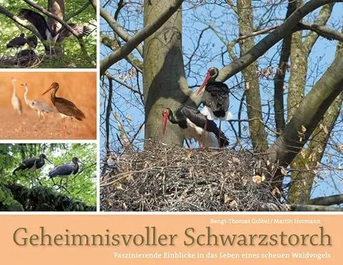 Produktbild: Geheimnisvoller Schwarzstorch: Faszinierende Einblicke in das Leben eines scheuen Waldvogels