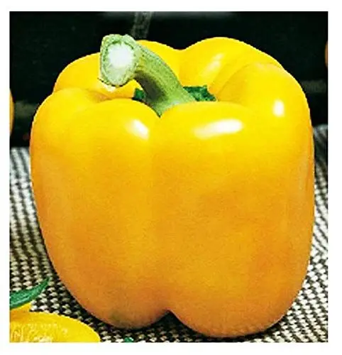 Produktbild: Gelbe paprikasamen - gemüse - paprika annuum - ca. 400 samen - die besten pflanzensamen - blumen - seltene früchte - gelbe paprikas - originelle geschenkidee