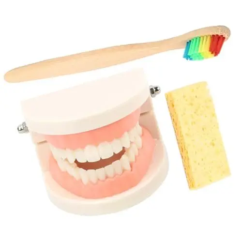 Produktbild: GETAJGHSD Pflege-zahnmodell Lehr-zahnmodell-set Für Jungen Und Mädchen Demonstrations-zahnmodell Zahnmodell-set Standard-zahnmodell Zufällige Farbe