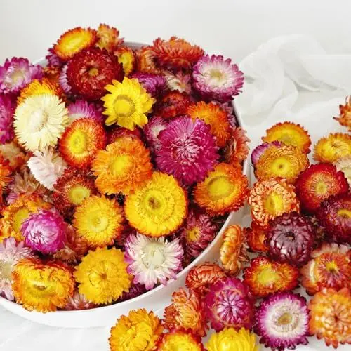 Produktbild: Getrocknete Blumenköpfe - 40 Stück Naturgerbera, echte Sonnenblumen Chrysanthemen, Trockenblumenarrangements für Hochzeits- und Heimpartydekoration, Bastelarbeiten