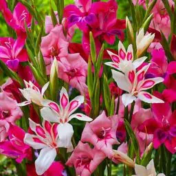 Produktbild: Gladiolen Botanisch Nanus Mix Kollektion, 50 Blumenzwiebeln, Mischung aus Blumenzwiebeln für Garten und Töpfe, Mischung aus 7 Farben und Sorten, Blumen und Pflanzen aus Holland