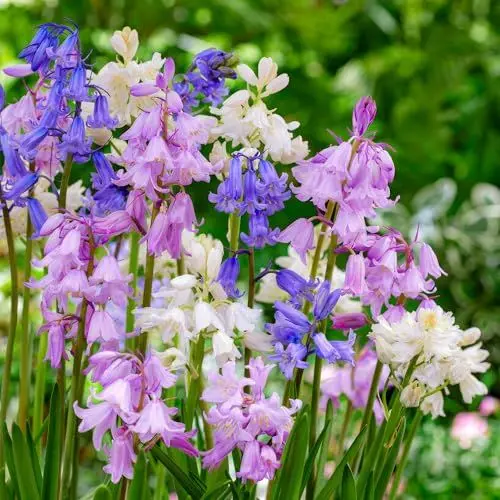 Produktbild: Glockenblumen Zwiebeln - 50 Blumenzwiebeln - Spanisches Hasenglöckchen - Hyacinthoides Hispanica - 5 Sorten Mischung - Niederländische Qualität - Für Garten, Töpfe und Balkon