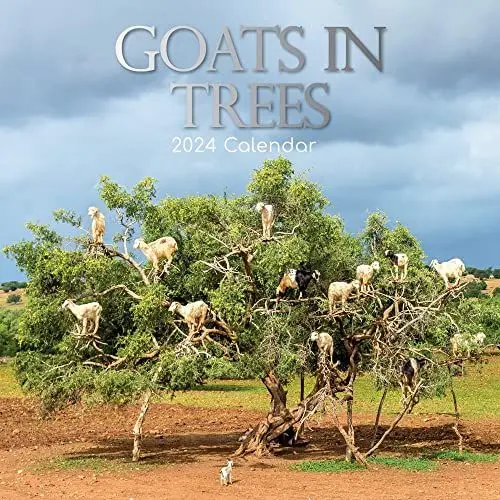 Produktbild: Goats in Trees – Ziegen auf Bäumen 2024 – 16-Monatskalender: Original Gifted Stationery-Kalender (Mehrsprachig) (Kalender) (Wall-Kalender)