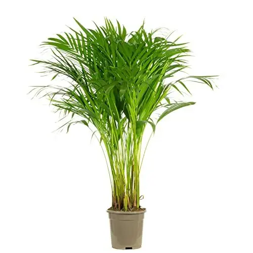 Produktbild: Goldfruchtpalme - echte Zimmerpflanze, Areca Dypsis Lutescens - Höhe ca. 100 cm, Topf-Ø 17 cm