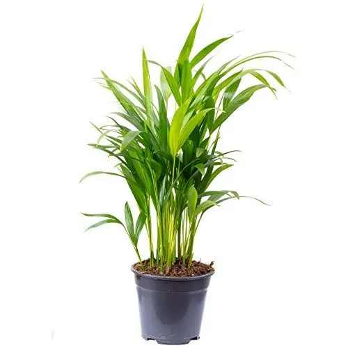 Produktbild: Goldfruchtpalme - pflegeleichte Zimmerpflanze, Areca Dypsis Lutescens - Höhe ca. 55 cm, Topf-Ø 14 cm