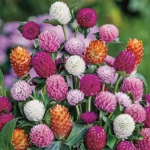 Produktbild: Gomphrena Blumensamen 100 Stück gemischt