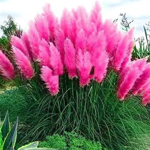 Produktbild: 2x Stück Frosthartes Amerikanisches Pampasgras rosa Cortaderia selloana Ziergras im Container