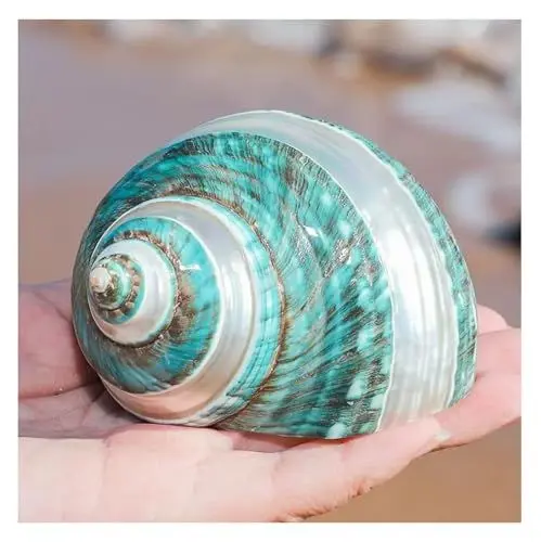 Produktbild: Große natürliche Muschel Muscheln Muscheln, Einsiedlerkrebs Muscheln Große Mittlere Turbo Muschel Natürliche Meeresmuschel(8~9cm)