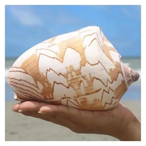 Produktbild: Große natürliche Muschel Muscheln Muscheln, Riesige Meeresmuschel, 12–13 cm, Jumbo-Muscheln, perfekt for Hochzeiten, Heimdekorationen, Muschelsammler(13cm)