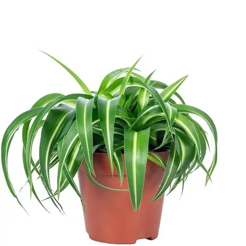 Produktbild: Grünlilie 'Bonnie' - pflegeleichte Zimmerpflanze, Chlorophytum Comosum - Höhe ca. 25 cm, Topf-Ø 12 cm
