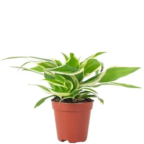 Produktbild: Grünlilie 'Ocean' Smit Bambino - pflegeleichte Zimmerpflanze, Chlorophytum ocean - Höhe ca. 15 cm, Topf-Ø 5,5 cm