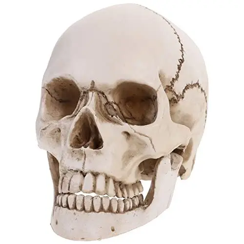Produktbild: halloween schädel deko skelett deko Lifesize Skelett Schädel deko lebensgröße skelett skelett knochen für Halloween