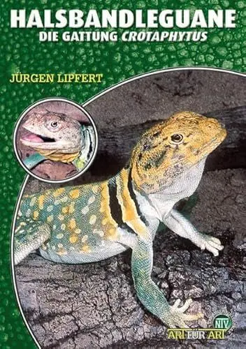 Produktbild: Halsbandleguane. Crotaphytus collaris, C. bicinctores