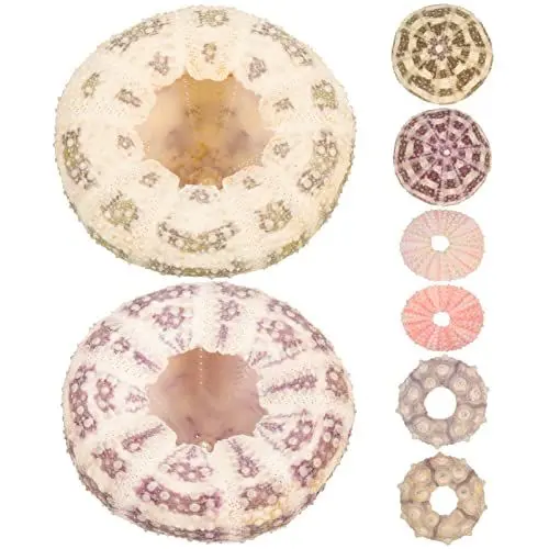 Produktbild: Happyyami Seeigel Muscheln 6 Stück Mehrere Farboptionen Quallen Luftpflanze Nautische Dekoration Küstenstrand Handwerk Meeresdekoration Ornamente