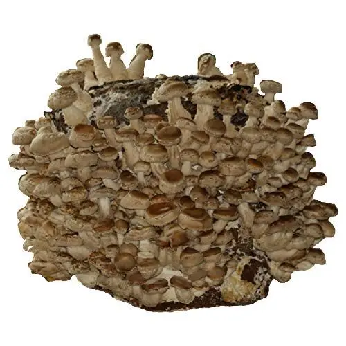 Produktbild: Hawlik Pilzbrut - 3 KG BIO Shiitake Kultur zum selber züchten XXL – kinderleicht Shiitake Pilze anbauen und ernten – komplettes Pilzzuchtset – fertige Pilzkultur für zuhause