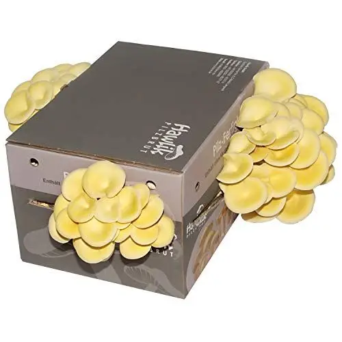 Produktbild: Hawlik Pilzbrut | Limonenpilzkultur klein ca. 3kg I Zitronenseitlinge züchten I ohne Vorkenntnisse I kinderleichtes Zuchtset für Zuhause I frische Limonen-Pilze - Geschenk für Gartenfreunde