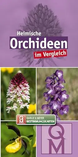 Produktbild: Heimische Orchideen: im Vergleich (Quelle & Meyer Bestimmungskarten)