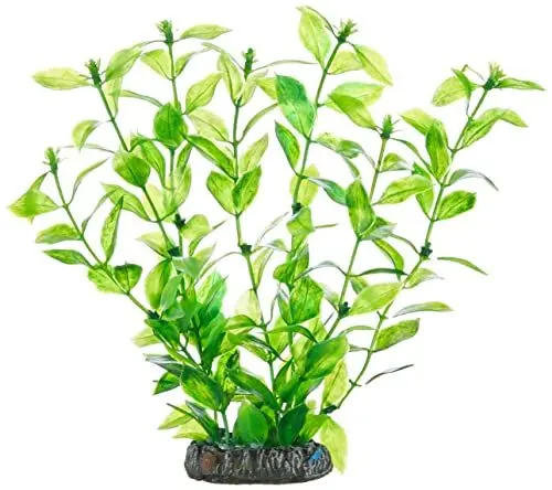 Produktbild: Hobby 51560 Hygrophila, 20 cm