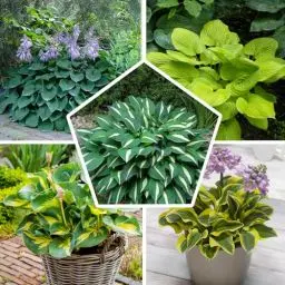 Produktbild: Hosta Funkie Pflanzen Mini Kollektion | Mischung von 5 Sorten | Große Funkien Winterharte Nacktwurzel Pflanzen/Stauden aus Holland (kein Samen)