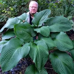 Produktbild: Hosta T-Rex, 3 Mehrjährige Hosta Pflanzen, Winterharte Funkein Nacktwurzel Stauden aus Holland (kein Samen, Zwiebeln und nicht künstlich). Perfekt als Bodendecker im Schatten