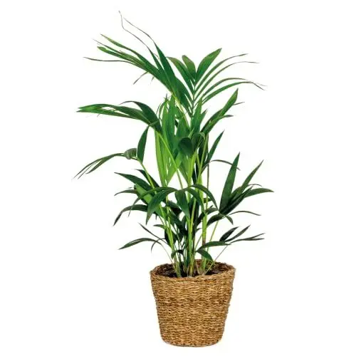 Produktbild: Bloomique - Howea Forsteriana - Kentia Palme - Zimmerpflanzen - Pflegeleicht - Haustierfreundlich - Höhe 90-100 cm - Mit Rotan Korb 19 cm