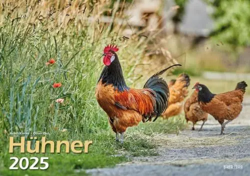 Produktbild: Hühner 2025 Bildkalender A3 quer - Judith Kiener & Oliver Giel