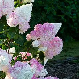 Produktbild: Hydrangea Vanille Fraisse (3 Pflanzen) Winterharte Hortensien Paniculata, Echte Garten pflanzen aus Holland (kein Samen, kein Kunstblumen und nicht künstlich), Mehrjährig für Töpfe und Balkone