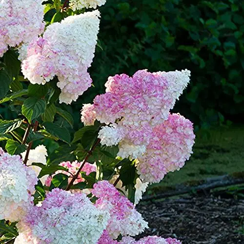 Produktbild: Hydrangea Vanille Fraisse (3 Pflanzen) Winterharte Hortensien Paniculata, Echte Garten pflanzen aus Holland (kein Samen, kein Kunstblumen und nicht künstlich), Mehrjährig für Töpfe und Balkone