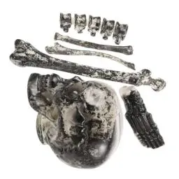 Produktbild: ifundom 6st Skelettstütze Schädel Halloween-heimdekorationen Skelett Knochen Halloween Dekoration Beutel Mit Knochen Halloween-Requisiten Indoor-Spielzeug Klein Lose Knochen Draussen
