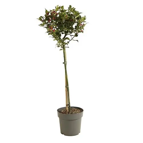 Produktbild: Ilex meserveae 'Blue Maid' - Blaue Stechpalme - Pflegeleicht - Winterhart - ⌀19 cm - 100 cm