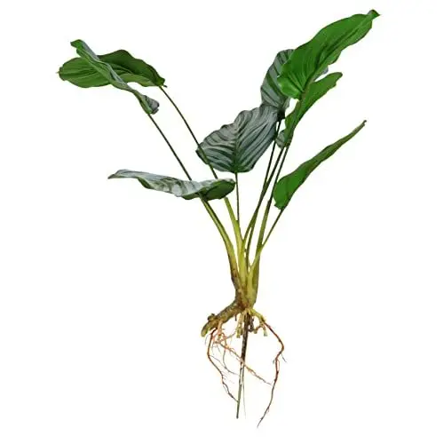 Produktbild: IMIKEYA Künstliche Mini-Bonsai Calathea Topfpflanze Faux Zimmerpflanze Für Desktop-
