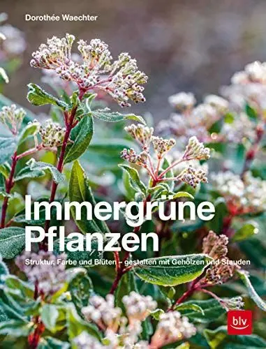Produktbild: Immergrüne Pflanzen: Struktur, Farbe und Blüten - Gestalten mit Gehölzen und Stauden (BLV Pflanzenpraxis)
