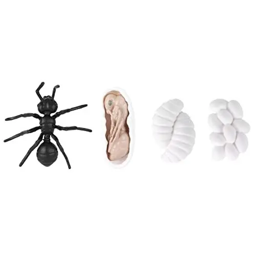 Produktbild: Insekten-Wachstumszyklus-Modell Insekten-Lebenszyklus-Bildungsmodell für Kinder(M4183 Ameisen (50,5g))
