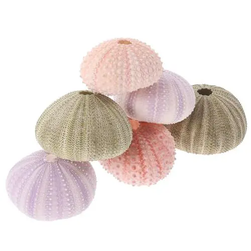 Produktbild: Ipetboom 6St Seeigel-Muschel- Mini-Seeigelschalen hängender Seeigel Wohnkultur Anlage Muscheln Zuhause Seeigelschalendekoration Haushalt Ananas Pflanzer Container Saftige Schale Hülse