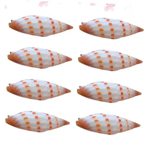 Produktbild: Ipetboom Natürliches Aquarium- 8 Spiralmuscheln Muschelschale Meeresschnecken-Ornamente Hart und für Meeresszenen und Korallenriffe