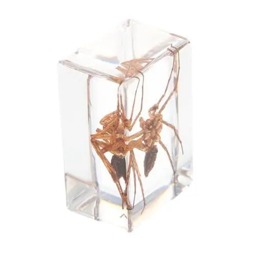 Produktbild: iplusmile 1 Stk Insektenexemplar tarantula vogelspinnen Insektenpräparate Insekten-Schaukasten bernsteinfarbener Spielzeug Desktop-Dekorationen exquisite Insektenproben Harz
