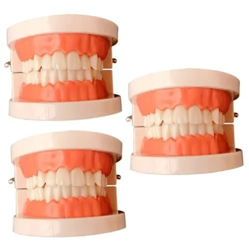 Produktbild: JECOMPRIS 3St Modelle zum Zähneputzen mundhygiene Zahnarztmodell Zahnabdruckmodell 3D-Zähne, die Modell studieren spielzeug Modell der Kinderzähne Modell zum Zähneputzen hölzern