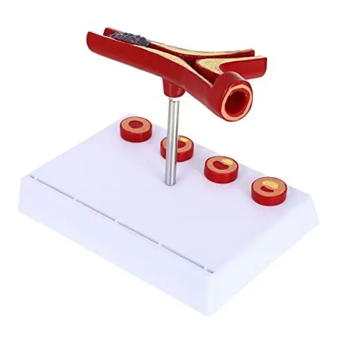 Produktbild: JEWEDECO Herz-modell Zur Anatomisches Pvc-modell Lehrreiches Kreislaufmodell Für Schulen Und Bildung