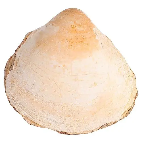 Produktbild: JOINPAYA Fossile zweischalige Muschel bürodeko fossilien meerestiere paläontologie Ideas Lehrmittel Tischschmuck Muscheldekor Modell Kinder Werkzeug Kinderspielzeug Probe