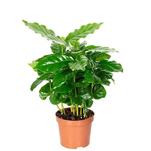 Produktbild: Kaffeepflanze - pflegeleichte Zimmerpflanze, Coffea Arabica - Höhe ca. 15-20 cm, Topf-Ø 9 cm
