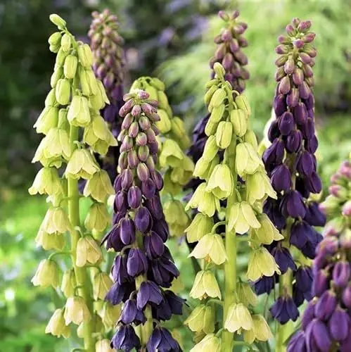Produktbild: Kaiserkronen Fritillaria Persica Purple und White Blumenzwiebeln (4 Stück), Winterharte mehrjährige Zwiebeln, Pflanzen aus Holland für Garten und Topf (große Knollen, kein Samen, nicht künstlich)