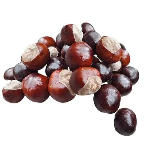 Produktbild: Kastanien 60 STK. Frische echt natürliche Kastanien – Bastelkastanien, zum Basteln, als Deko, oder Kastanienfiguren, Herbstdekorationen und DIY-Kreationen – 100% Natürlich – für Kinder und Erwachsene