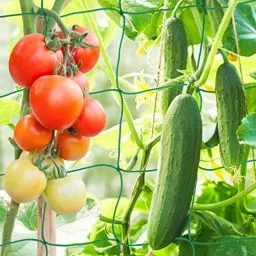 Produktbild: KINGLAKE Ranknetz, Pflanzennetz 1.8X1.8M, Rankhilfen Gartennetz für Kletterpflanzen Gurken Erbsen Tomaten Bohnen,Maschnweite 10cm-Grün